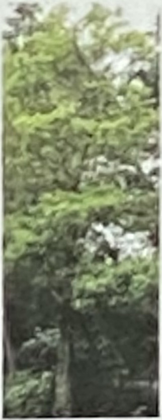 クロガネモチ 黒鉄黐 常緑高木